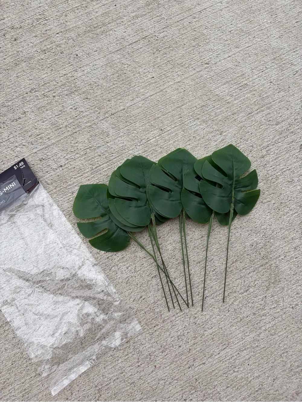 8 Baby Monstera Leaves